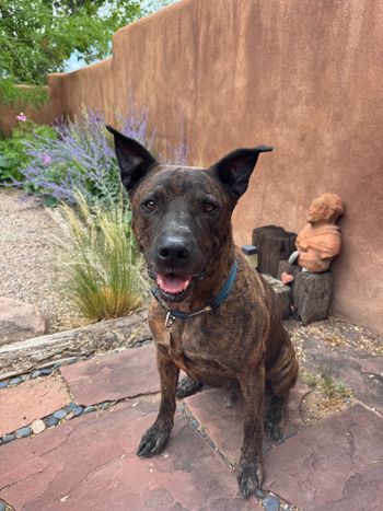 TRAVI$ stopped by for a brief visit while we waited for his person to come get him in July, 2026. He's a very big and very good boy. Stop sneaking out TRAVI$!
