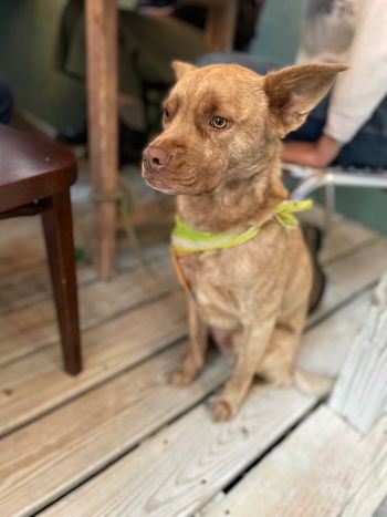 Beemo in Chelsea - October 2021
