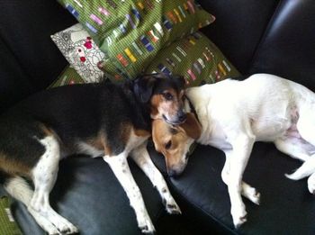 Omelet & Elli - June 2011
