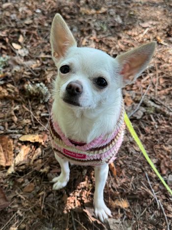 Lucy in the Adirondacks - July 2026
