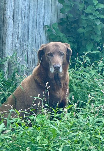 Phoebe in Charlotte, VT - August 2026

