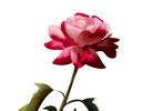 Hybrid Rose - Score and Accompaniment