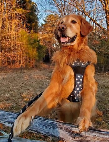 The Golden Boy
