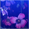 Magic Garden - Fine Art Poster
