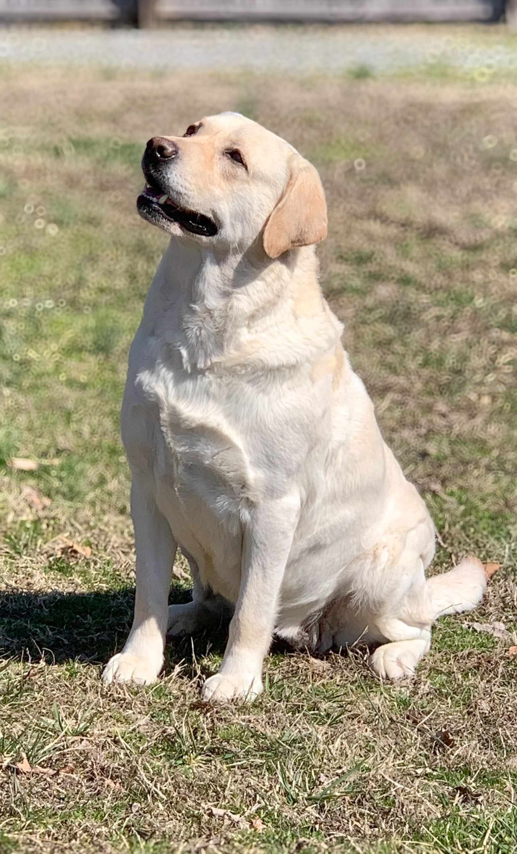 ASHLAND LABRADOR RETRIEVERS - Tate