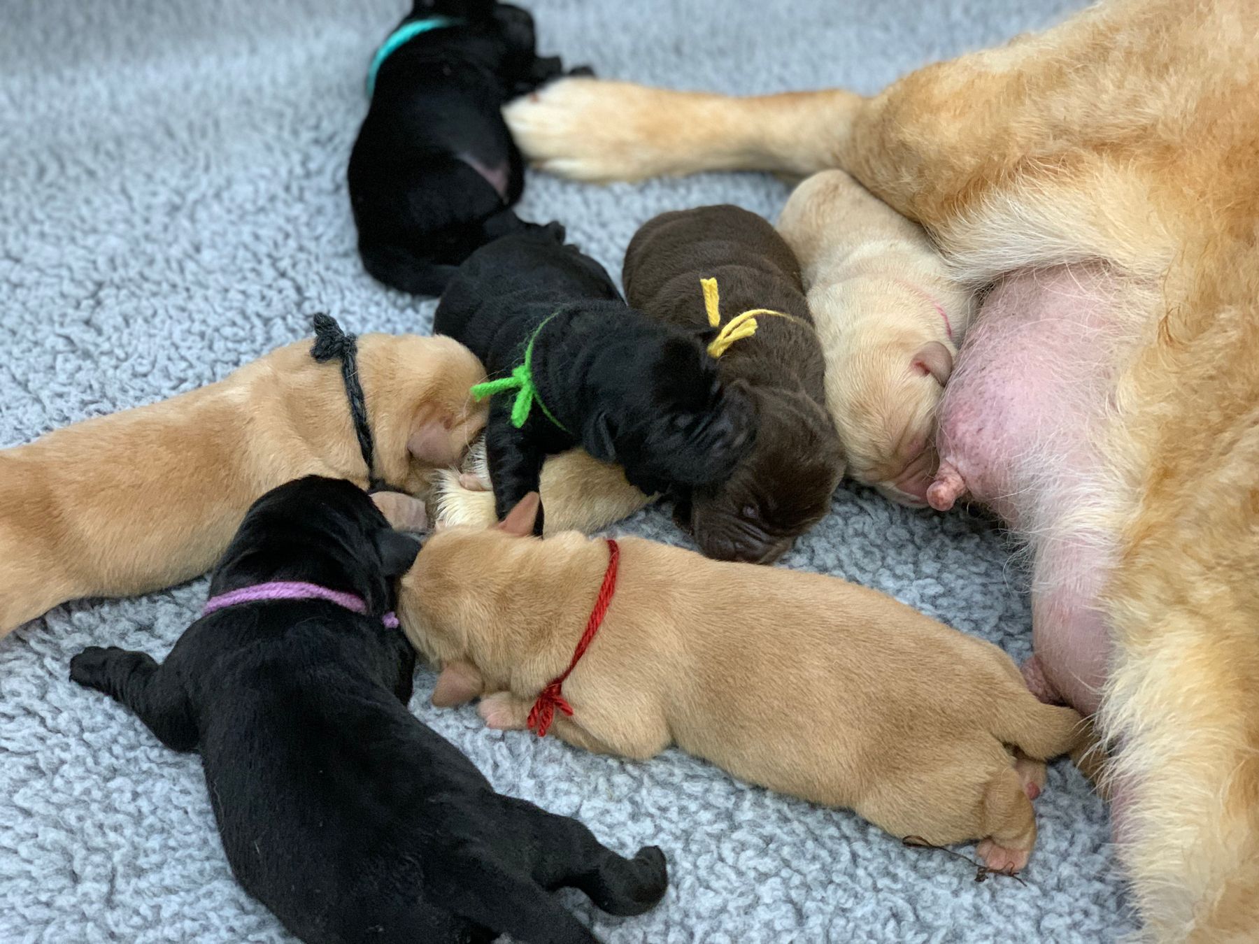 ASHLAND LABRADOR RETRIEVERS - Labrador Pups