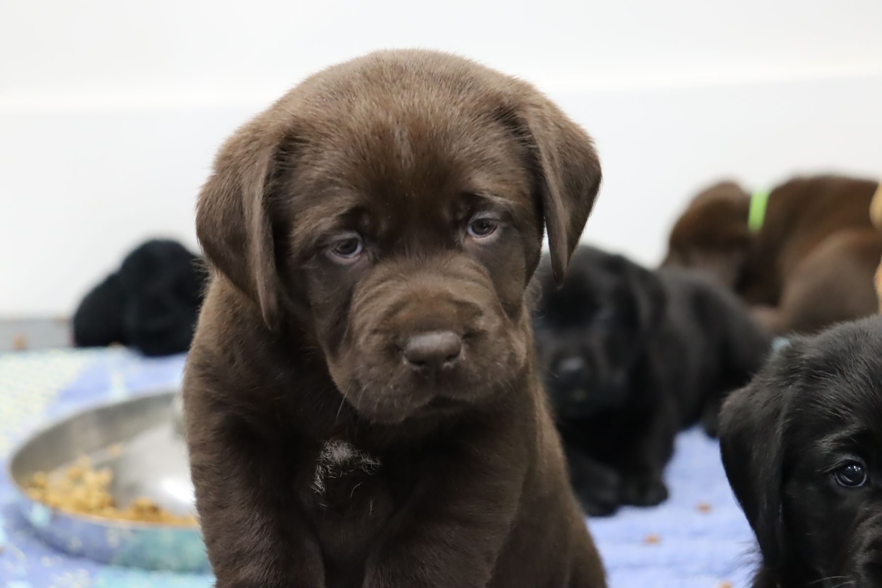 ASHLAND LABRADOR RETRIEVERS - Labrador Pups
