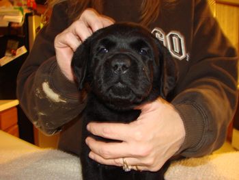 5 weeks
