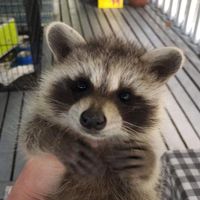 Holly's Haven Wildlife Sanctuary Fundraiser Show