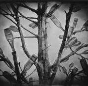 The Bottle Trees Band