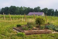 Soine Vineyards
