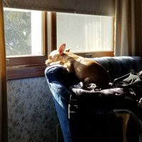 Dog Walk (On Garbage Night) by The ZeroGs
