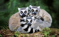 Kieran Sullivan w/ The Lemurs
