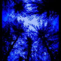 Beaver Moon by Kal Vilmer