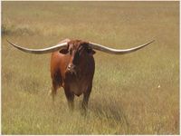 Texas Country Music Roundup Festival