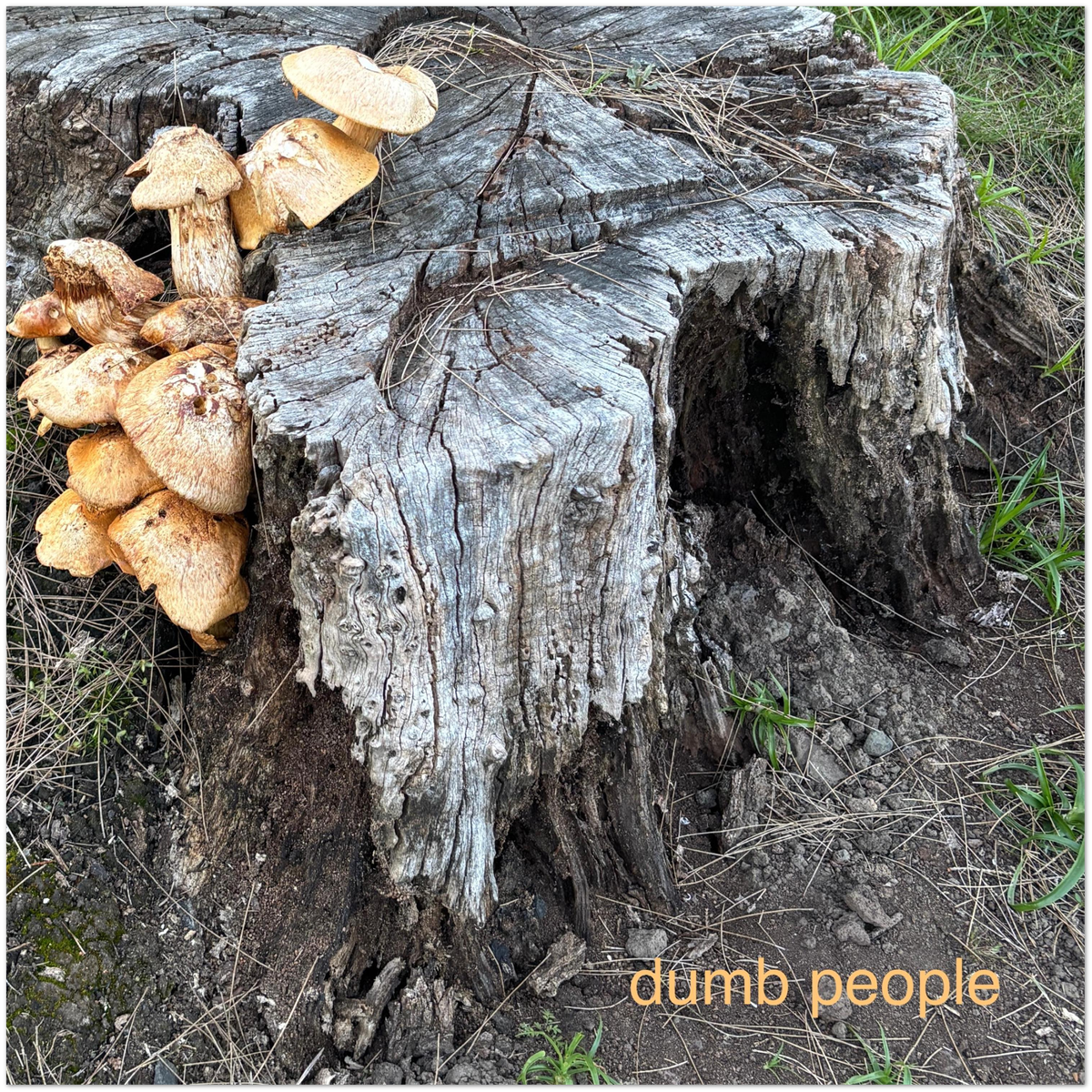 Dumb People - Fine Art Poster
