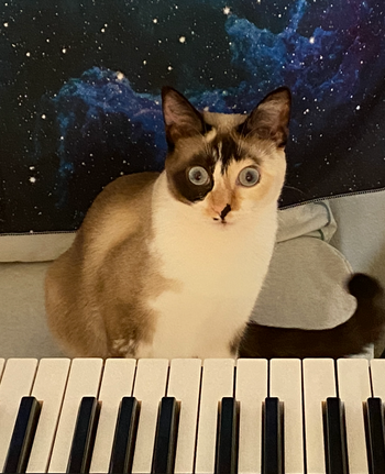 Ms. Alicia's Kitty even loves playing piano!

