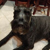 Good Boy, Goodbye by 3rd Story