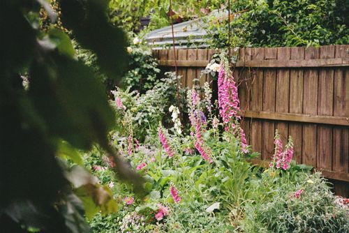 Pink foxgloves along a wooden garden fence
