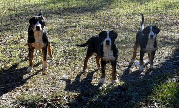 L-R, JULES, DIANA, PINK
