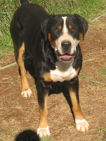 Cromwell-1.5 yrs
