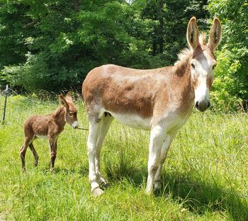 Lucy's first foal,  6/20
