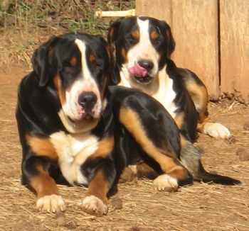 Rover, Dottie
