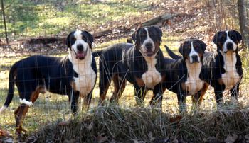 L-R, CAESAR, ROVER, BIG BANG, CROMWELL
