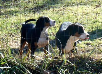 L-R, PINK, DIANA
