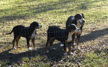 L-R, PINK, DIANA (4.5 MONTHS), FERGIE

