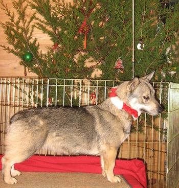 Sunny- 2nd Xmas- 15 months old

