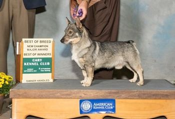 International Ch. Merc, Shown here at 5 years old
