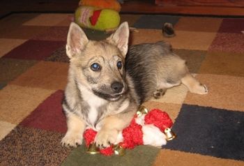 Sunny- 3months old- Too little for her collar
