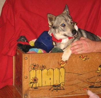 Sunny- 2nd Xmas- 15 months- Playing in Toy Box
