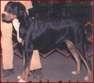 Ch. Shadetree Sudnly Catrina, TT, HIT Catrina was one of my foundation bitches that added size, style, and natural whelping ability to her daughters. Special thank you to her breeder Cathy Cooper for letting me have this beautiful girl.
