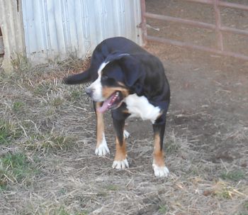 Bart, 2yrs
