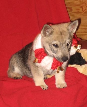 Sunny- 3-4 months old
