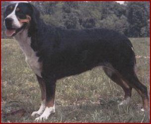 Dam of 1st AKC #1 dog in US, Patrick
