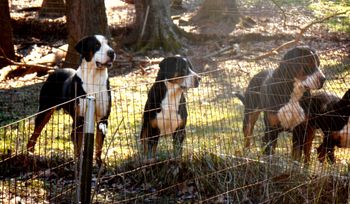 L-R.  CAESAR (2.5  YEARS), B BANG, ROVER, CROMWELL
