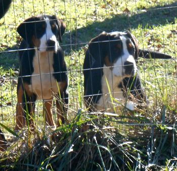 L-R, PINK, DIANA
