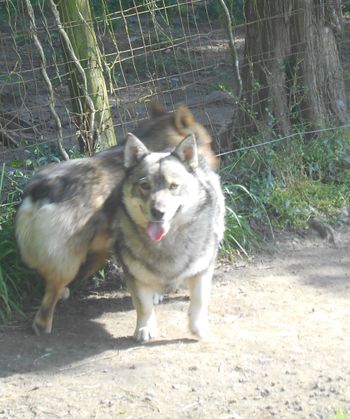 Boson, silver
