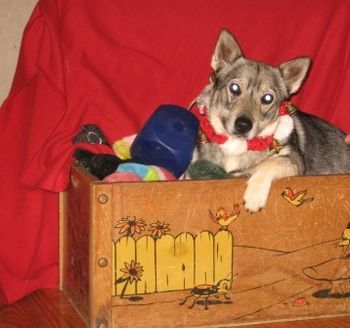 Sunny - 2nd Xmas- 15 months old- Playing in Toy Box
