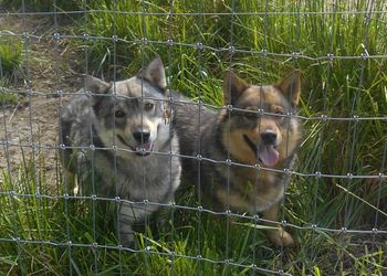 Boson L,  Otto R
