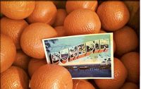 Dunedin Orange Festival