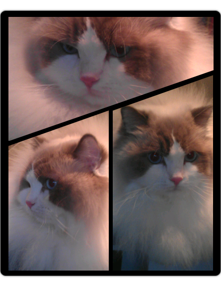 Let us make your beloved cat beautiful again.
