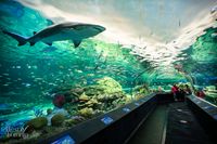 Canada Day at Ripley's Aquarium with Turbo Street Funk