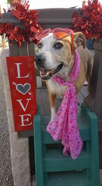 Mayday Valentine's Date with the Love of your life - your DOG!