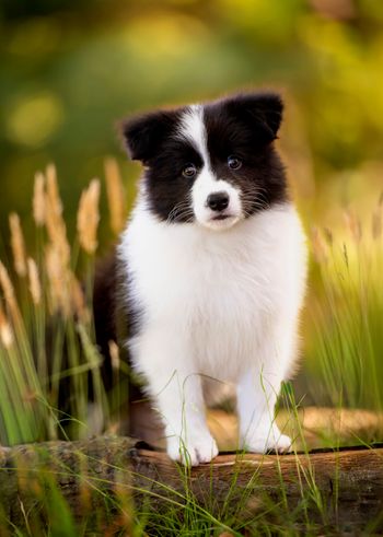 8 weeks
