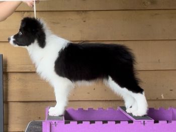 12 weeks
