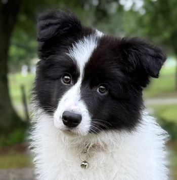 11 weeks
